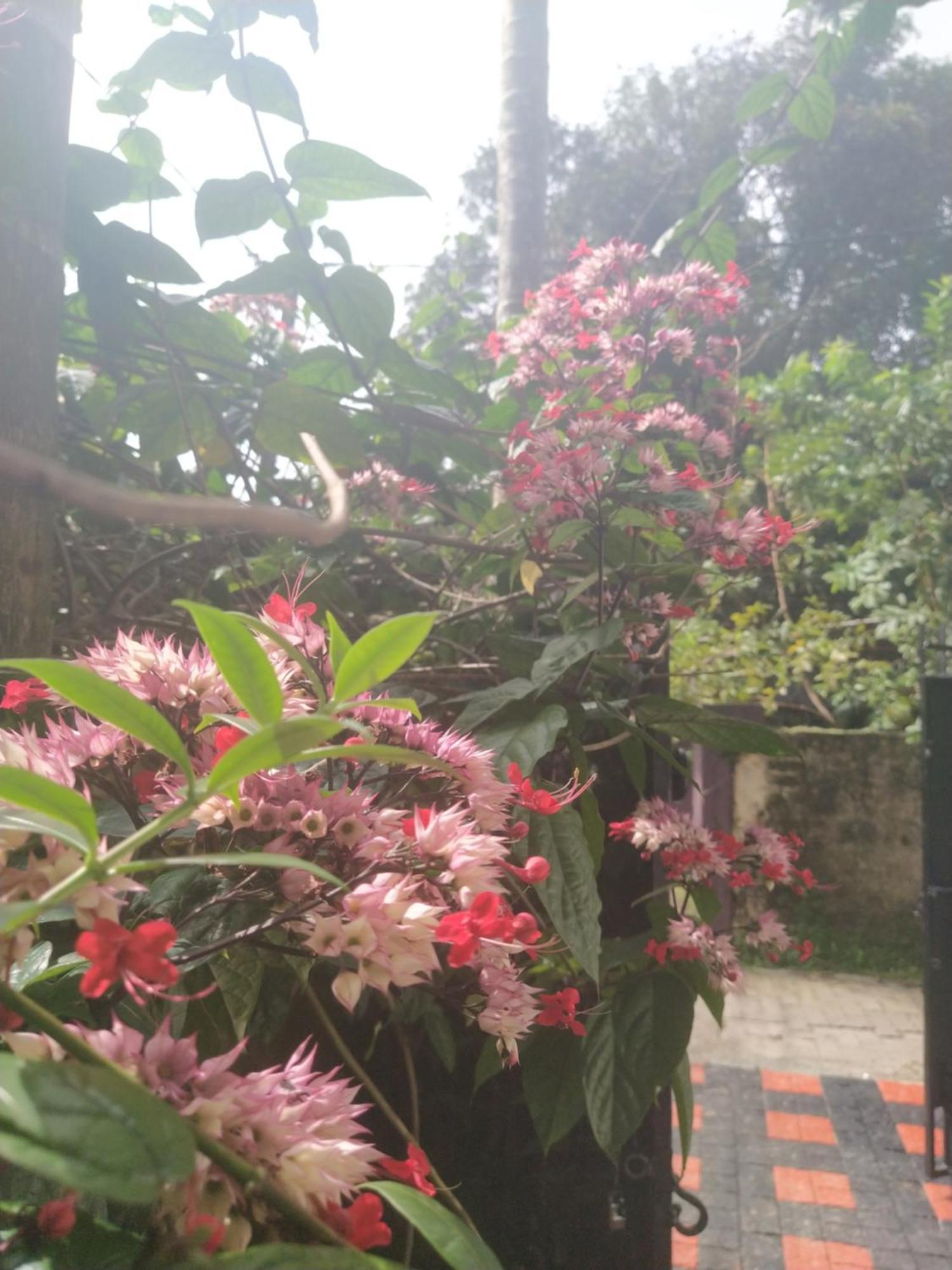 Paradise Inn Guest House Alappuzha Bagian luar foto